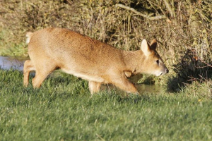 Вода оленя: фото тварини Вода оленя: фото тварини